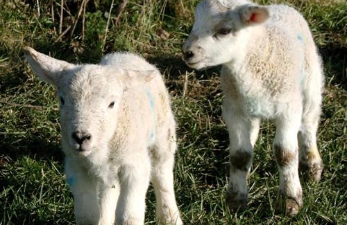 Amlwch House | Pentreheulyn