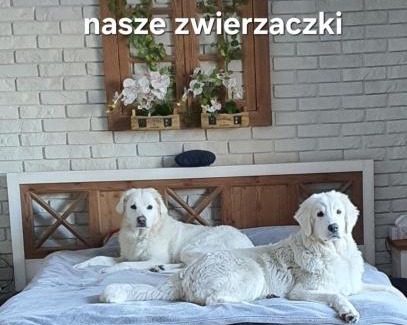 Siemiany Apartment | Perła Jezioraka Siemiany - Całoroczny 100m Apartament z linią brzegową, banią z jacuzzi i pomostem