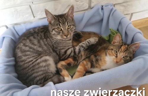 Siemiany Apartment | Perła Jezioraka Siemiany - Całoroczny 100m Apartament z linią brzegową, banią z jacuzzi i pomostem