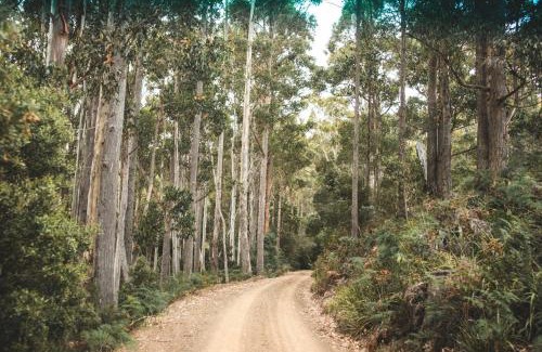 Ellendale House | Pine Edge Heights by Tiny Away