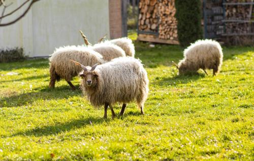 Kiskorpad Apartment | Pogácsás Porta