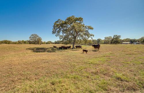 Van House | Pond and Grazing Cattle! Rural Getaway Near Van