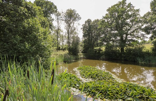New Forest District Cottage | Pond View