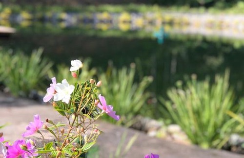 Alto Gasparinho House | Pousada Recanto das Bromélias