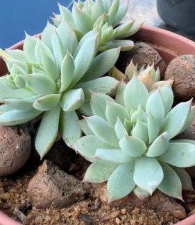 Angicos Apartment | Pousada Vovó Haidê