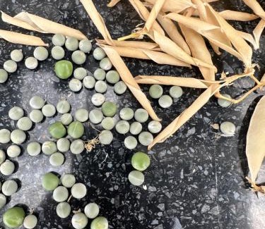 Martinborough House | Prodigal Daughter Gourmet Lodge