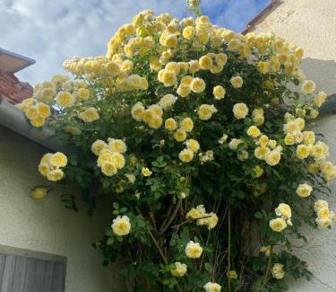 Podivin Apartment | Prvorepublikový dům se zahradou