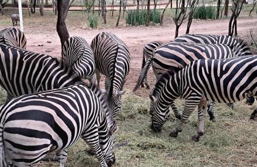 Marloth Park House | Qëtesia- Oasis of tranquility