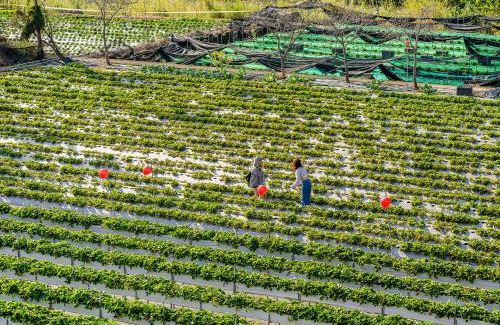 Dahu House | Quan Ming B&B