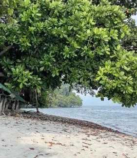 Morong House | RAINFOREST Nest Self-Service Home in Subic Bay - Monkeys, Bats, Roofdeck!