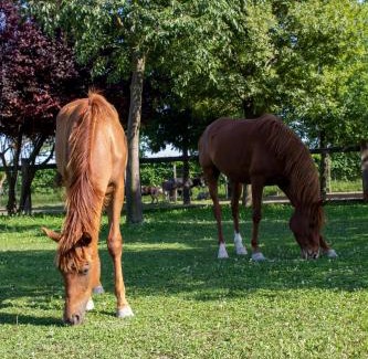 Fossalta Maggiore Bed & Breakfast | Ranch borgo bella vita