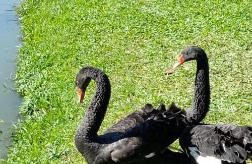 Antonio Carlos House | Sítio Jz