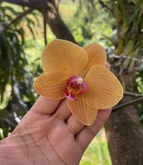 Anchieta House | Sítio Recanto Feliz