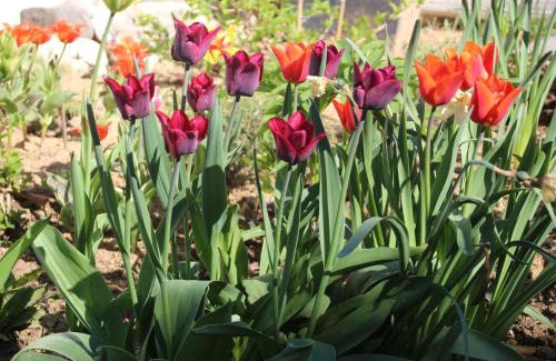 Gamlitz House | Samenkönig Pschait Handels GmbH