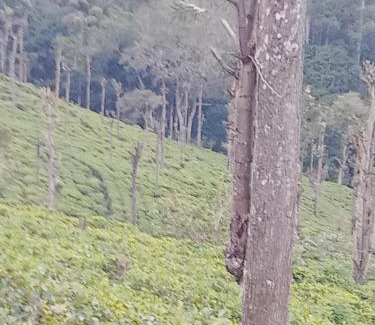 Uva Paranagama Apartment | Sapugolla Family Resort