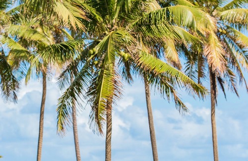 Sauipe Resort | Sauipe Brisa Grand Premium – All Inclusive
