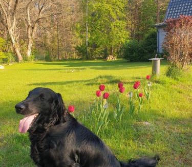 Sasino House | Siedlisko na Ustroniu