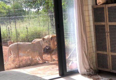 Lephalale Bed & Breakfast | Simba Safaris African Pride Exotic Lodge