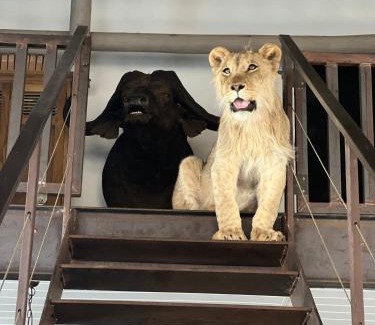 Lephalale Bed & Breakfast | Simba Safaris African Pride Exotic Lodge