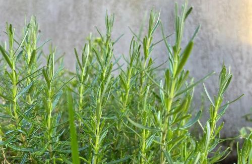 Capao da Canoa House | Sobrado Araçá