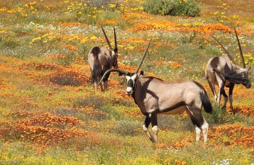 Kamiesberg Apartment | Soebatsfontein Guest Lodge