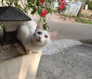 Anaviratty House | Soly's Villa Homestay