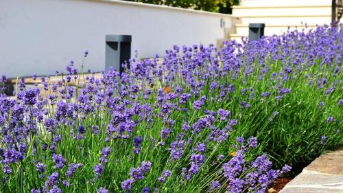 Pinezici Villa | Spacious poolside villa with beautiful garden in Kringa