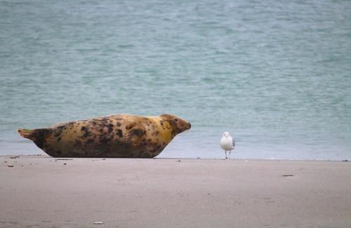 Berensch Apartment | Steffis-Strand-Schule