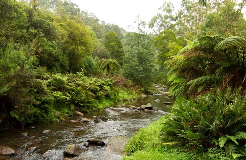 Tarra Valley Other | Tarra Valley Retreat