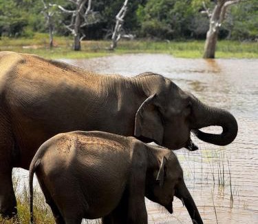 Tissamaharama Other | Tented Safari Camp by Base Camp Yala