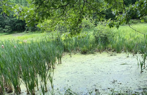 Mount Hope RV Rental | Tentrr Signature Site - Lake Hills Farm - Stream Side Camping