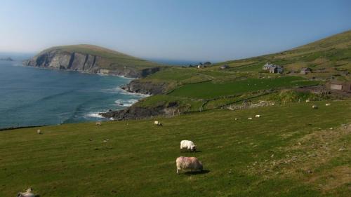 Dingle House | The Dingle Pub Rooms