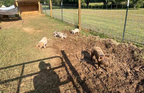 Normandy House | The Hidden Nugget