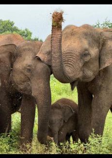 Pallebedda Hotel | The Jungle Pearl Hotel