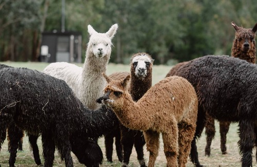 Glenburn House | The Kinglake Summary: