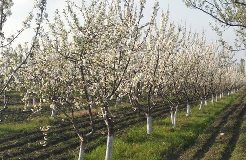 Kokand Other | The Kokand farmhouse.