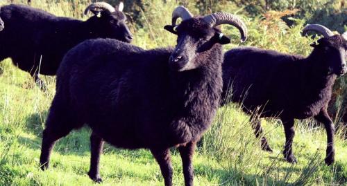 Garve Apartment | The Peatcutter's Croft, Badralloch