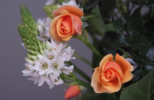 Sao Martinho Apartment | The Quala Place at Madeira Island