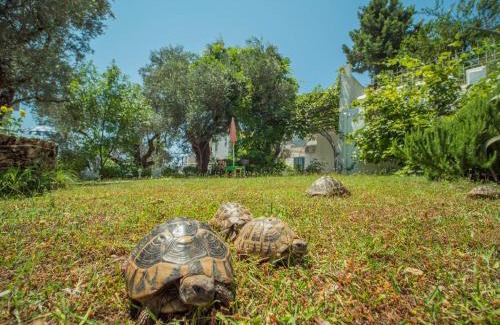 Becici Villa | The Turtles Garden