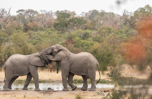 Kruger National Park Cabin | Thornybush Simbambili Lodge