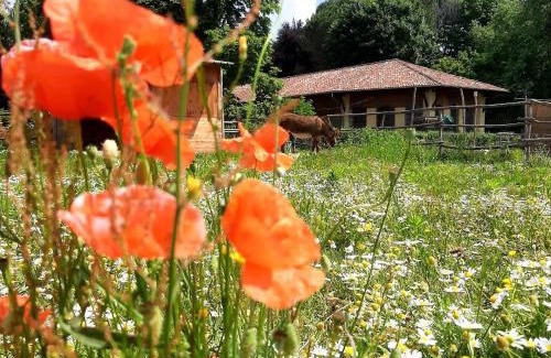 Cassano Magnago Bed & Breakfast | Tommy Vitello camere