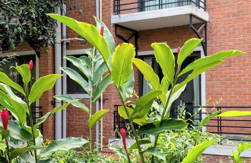 Brookefield Apartment | Transtree at Brookfields