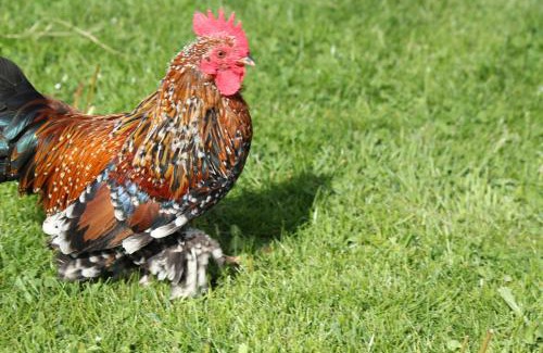 Rinn Apartment | Tuschnhof