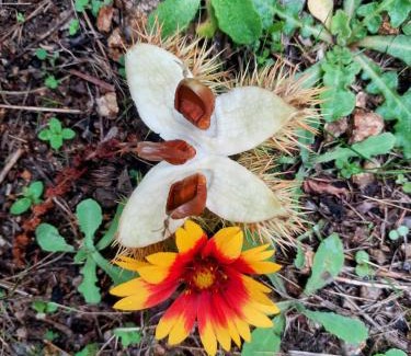 Evisa Hotel | U pozzu hôtel