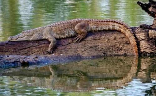 Udawalawa Bed & Breakfast | Udawalawe Elephant safari Lodge
