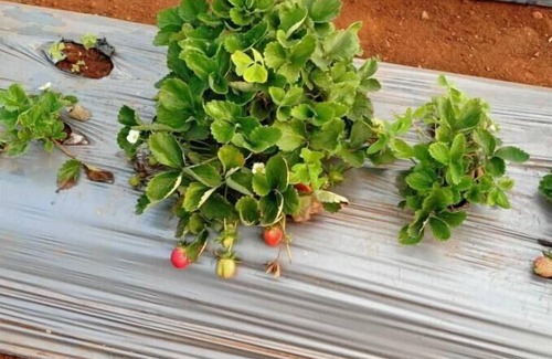 Bhilar Villa | Unique Inn Villa Strawberry Farm Fragrance