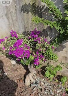 Phu My Hotel | V A C Haven Viet Nam 1