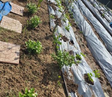 Phu My Hotel | V A C Haven Viet Nam 1