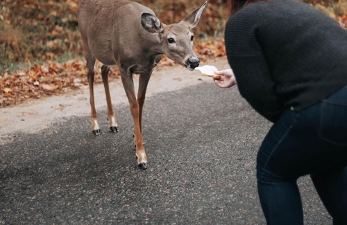 Haliburton House | Vacation Home / Work Remote Retreat