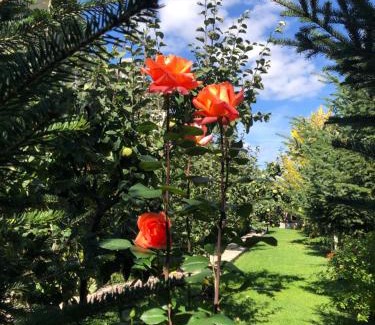 Moscopole Hotel | Vila Panorama Voskopoje